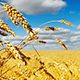 Agro Farming Agriculture Insurance - Nagel Insurance - Mossbank