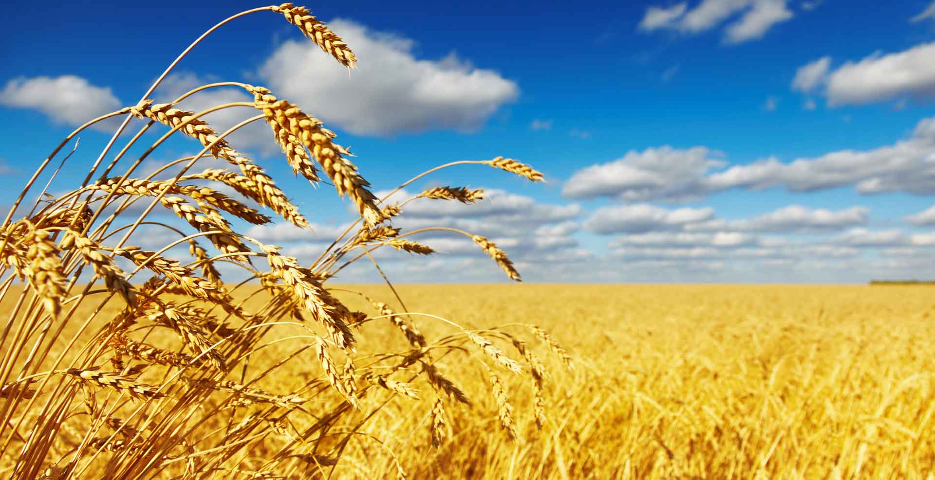 Mossbank Agro Farming Agriculture Insurance